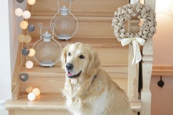 Cotton Ball Lights