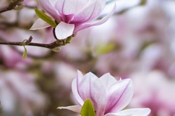 Różowa magnolia