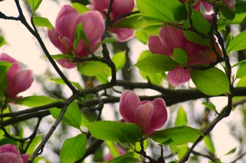 Magnolia