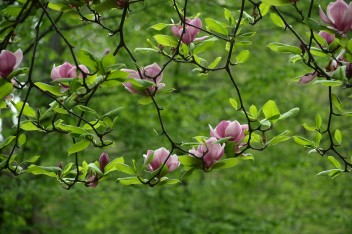 Kwiaty magnolii