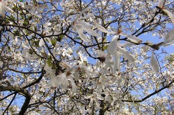 Magnolia biała
