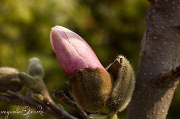 Magnolia różowa - pąk