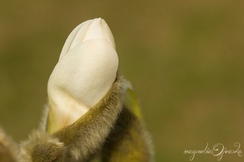 Magnolia biała - pąk