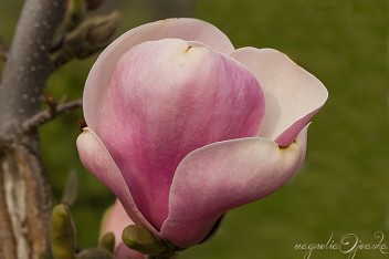Magnolia - kwiat