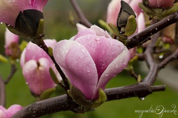 Różowe kwiaty magnolii