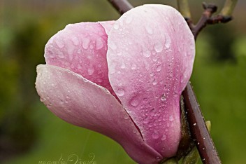 Kwiat magnolii