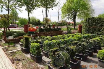 Topiary w ogrodzie