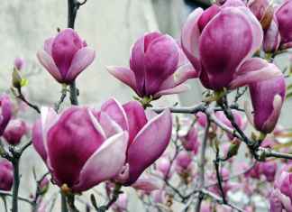 Jak dbać o magnolie?