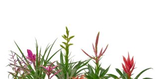 Oplątwa (Tillandsia) w doniczce