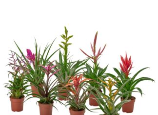 Oplątwa (Tillandsia) w doniczce