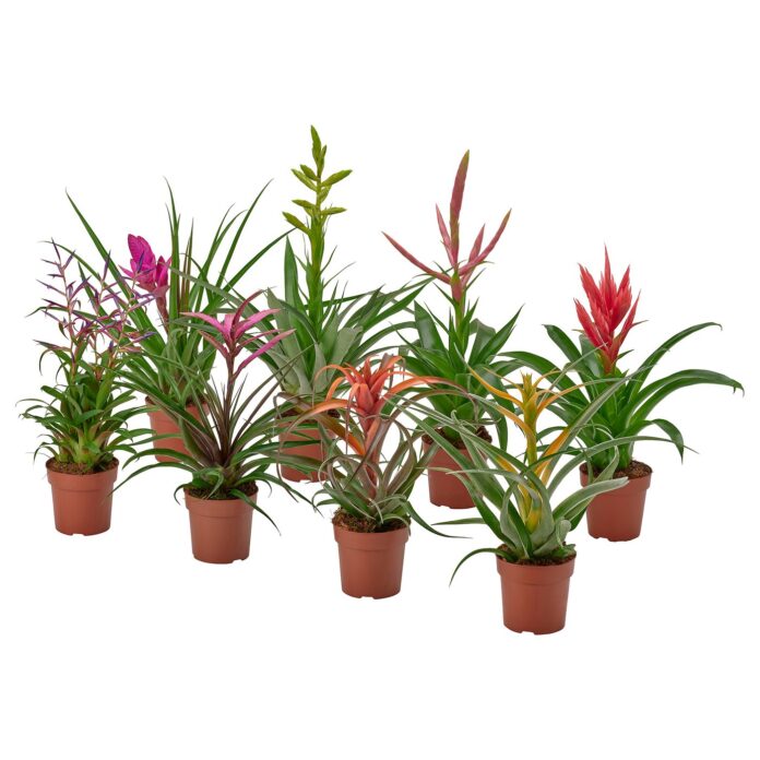 Oplątwa (Tillandsia) w doniczce