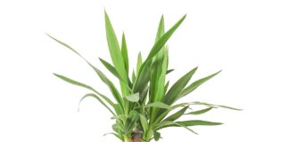 Roślina doniczkowa juka (Yucca elephantipes)