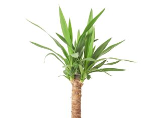 Roślina doniczkowa juka (Yucca elephantipes)