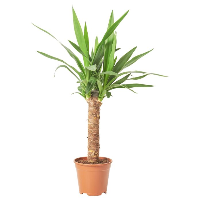 YUCCA ELEPHANTIPES – okazała roślina odporna na przesuszenie Roślina doniczkowa juka (Yucca elephantipes)