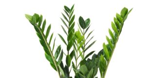 Roślina doniczkowa Zamioculcas (zamiokulkas)