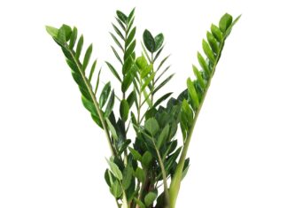 Roślina doniczkowa Zamioculcas (zamiokulkas)