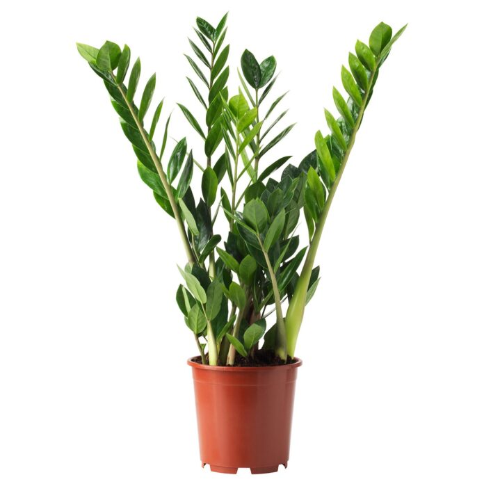 Roślina doniczkowa Zamioculcas (zamiokulkas)